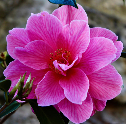 Camellia in Focus - Botanical Side Table