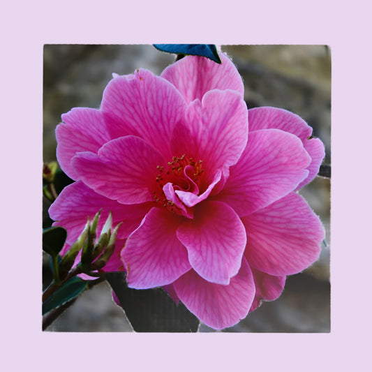 Camellia in Focus - Botanical Side Table